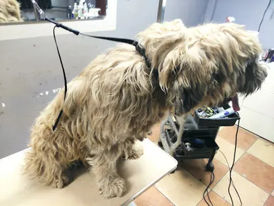 Strzyżenie psów, psi salon, fryzjer dla psów Happy Dog